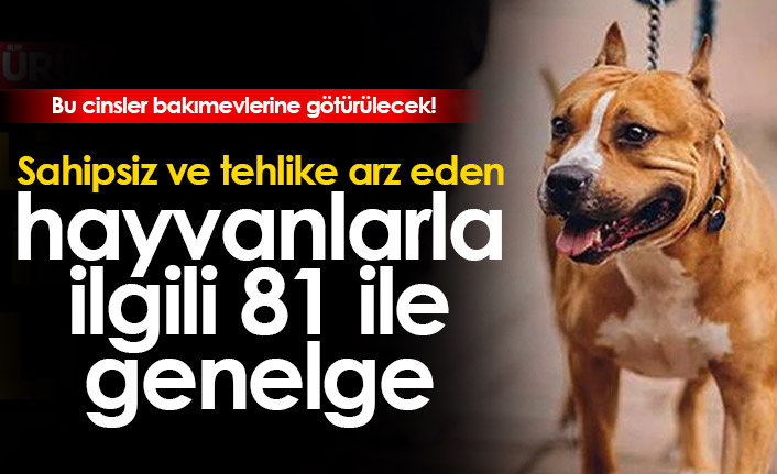 Sahipsiz ve tehlike arz eden hayvanlarla ilgili 81 ile genelge!