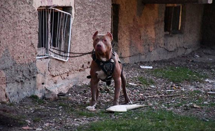 İçişleri Bakanlığı açıkladı! Ceza yağdı