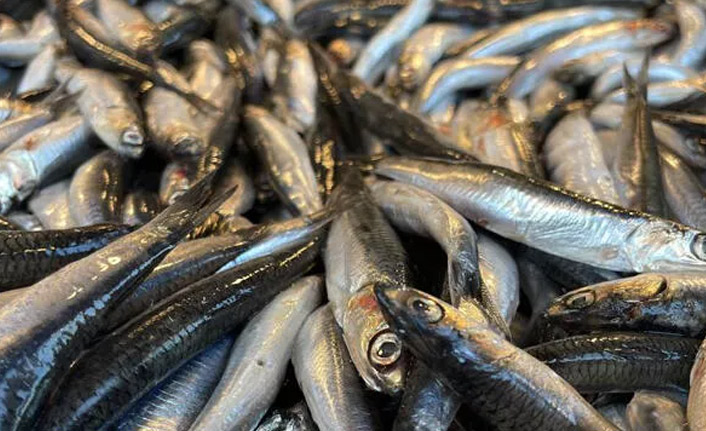 Hamsi Gürcistan'a kaçtı