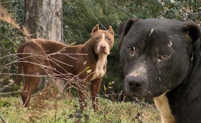 Yasak ırk köpekleri ormanlara atıyorlar!