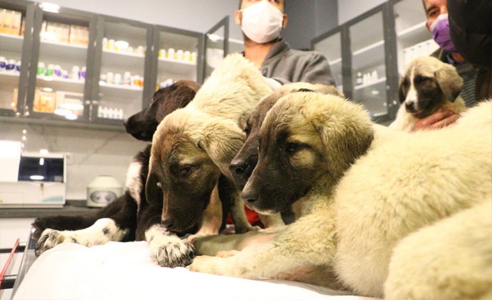 Ankara’da 4 köpek ölü bulundu