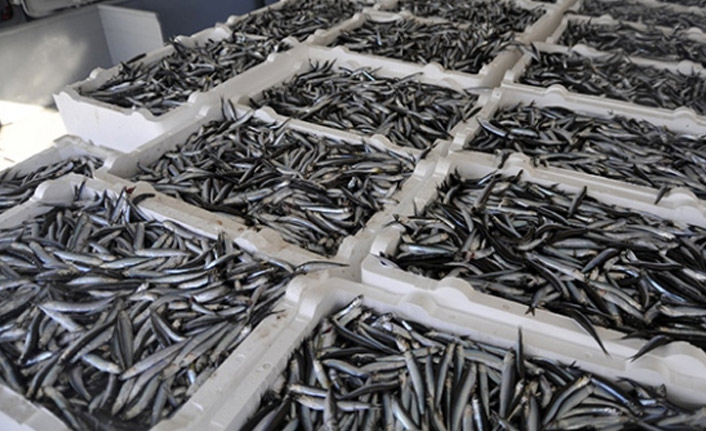 Hamsi ihracatı istihdama da katkı sağlıyor