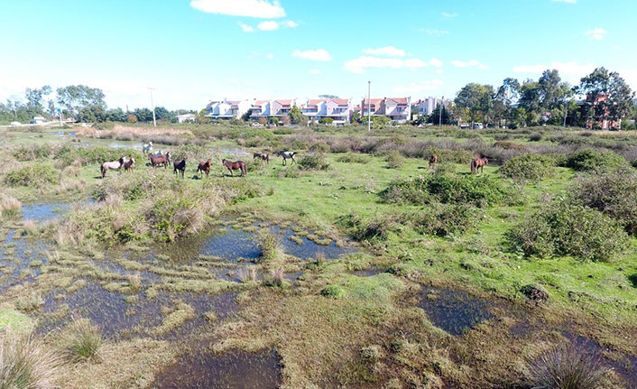 Drone gören atların şaşkınlığı