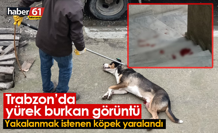 Trabzon'da yürek burkan görüntü! Yakalanmak istenen köpek yaralandı