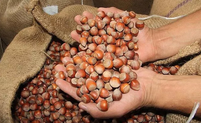 Fındık ihracatının yüzde 35'i Trabzon'dan