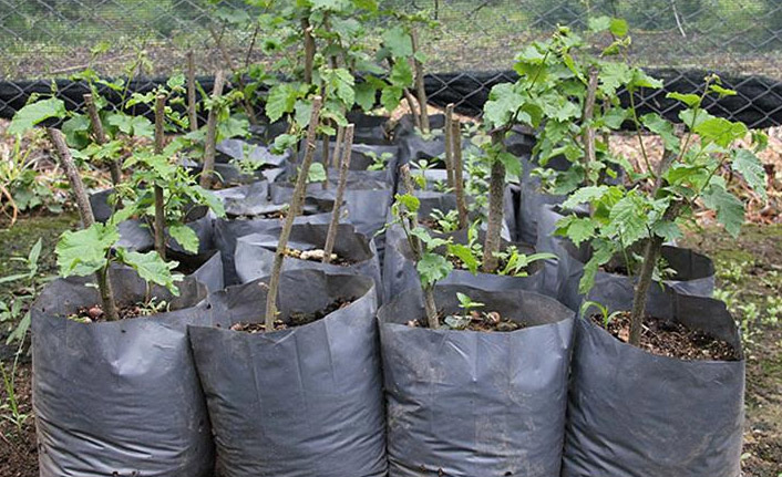 FAE'den 30 bin fındık fidanı