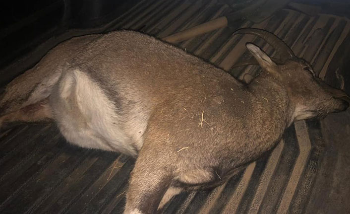 Yaban keçisi avlayan 3 kaçak avcı yakalandı