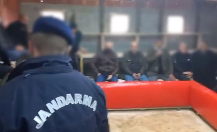 Trabzon’da jandarmadan şok baskın! Horoz dövüşü yaptıran 29 kişi yakalandı
