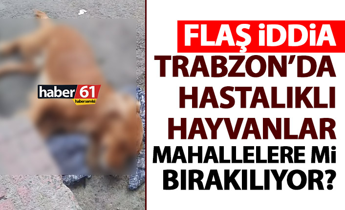 Trabzon’da hastalıklı köpekler mahallelere mi bırakılıyor? Flaş iddia