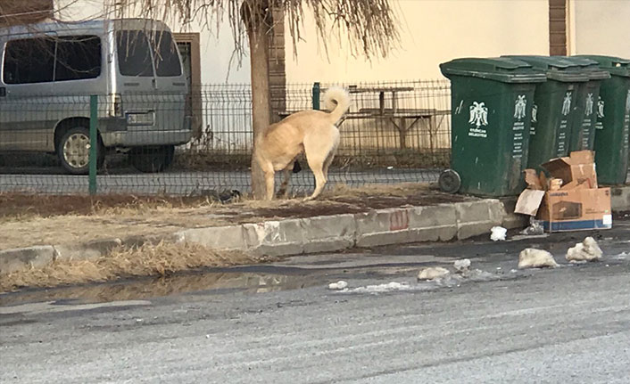 Köpek saldırısından son anda kaçan çocuğun korku dolu anları