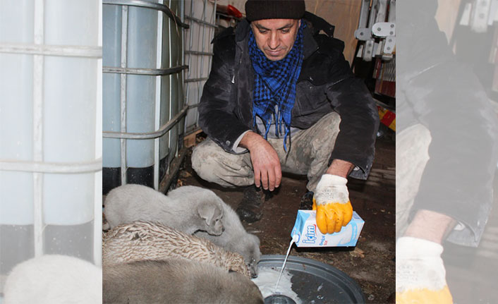 Toprak altında kalan yavru köpekler kurtarıldı