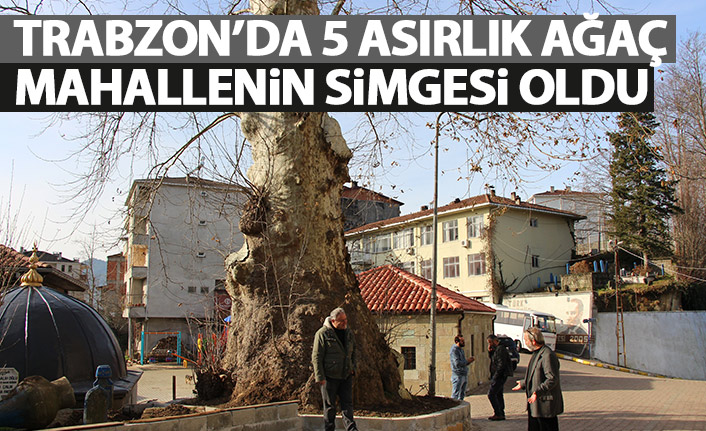 5 asırlık çınar ağacı mahallenin sembolü haline geldi