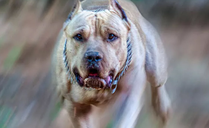 Yasak ırk köpekler için yarın son gün!
