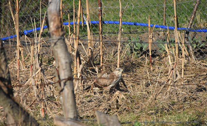 Yırtıcı şahin kent merkezine inerek kediye saldırdı