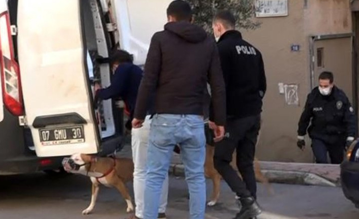 Antalya'da iki Pitbull'un saldırdığı kadın yaralandı