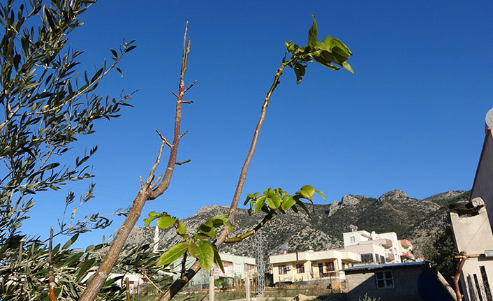 Asma ve ceviz ağacı kışın ortasında yaprak açtı