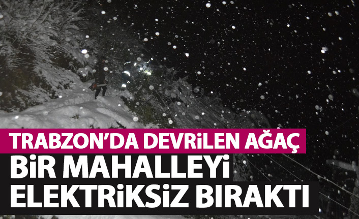 Trabzon’da kar nedeniyle devrilen ağaç bir mahalleyi karanlıkta bıraktı