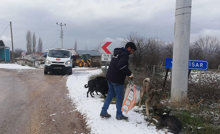 Bilecik'te sokak hayvanları unutulmadı