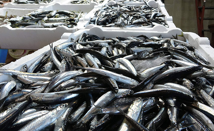 KTÜ'lü profesörden önemli tespit! ”Karadeniz’de hamsi yoksa, başka balık da yoktur”