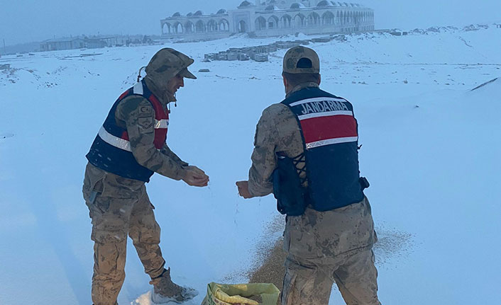 Jandarma hayvanlar için doğaya yem bıraktı