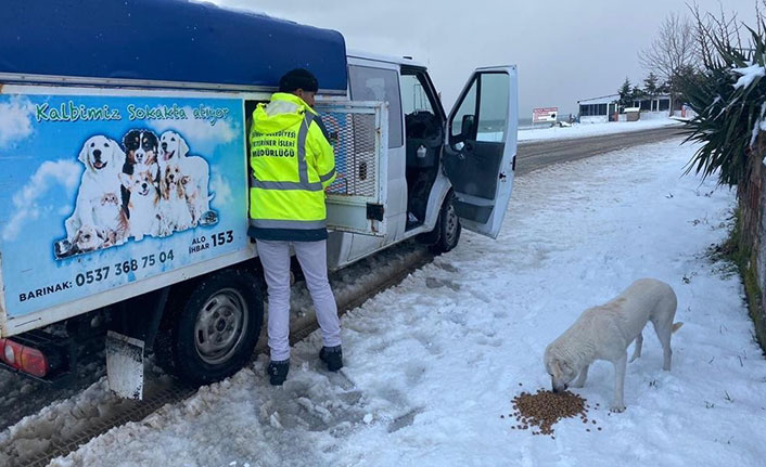 Sinop'ta sokak hayvanlarına mama
