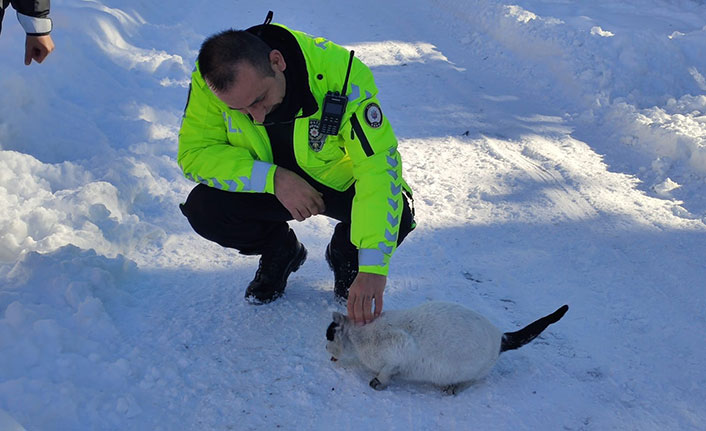 Elazığ polisi sokak hayvanlarını unutmadı