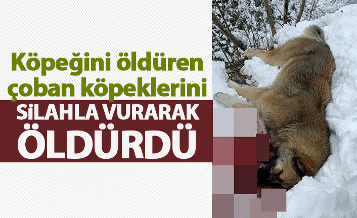 Köpeğini öldüren köpekleri silahla vurarak öldürdü