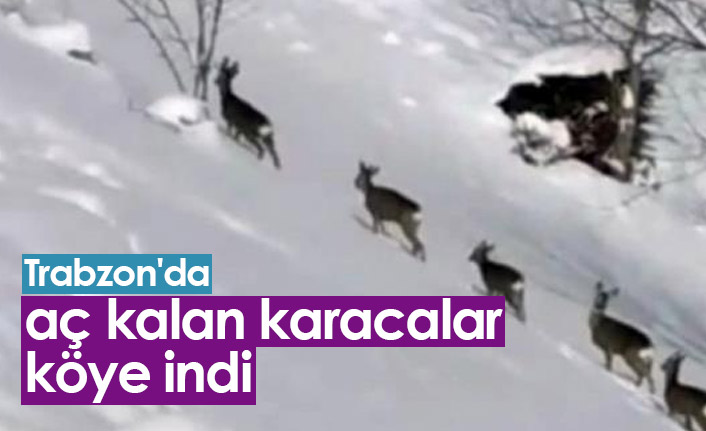 Trabzon'da aç kalan karacalar köye indi