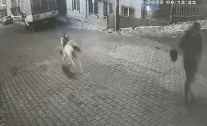 Karne almak için okula giden genç kıza sokak köpekleri saldırdı