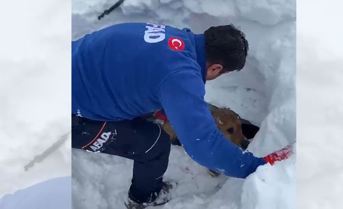 Enkaz altında kalan köpeği AFAD ekipleri kurtardı