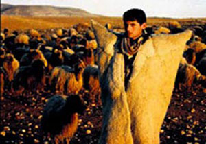 Kadrolu çoban dönemi geliyor