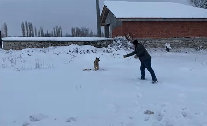 Kütahya'da aç kalan tilki köye indi