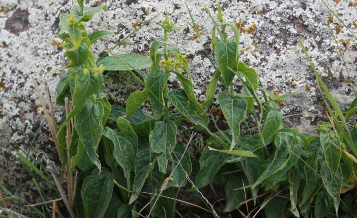 Türkiye'de yeni bir bitki keşfedildi: Anadolu Zilasuru