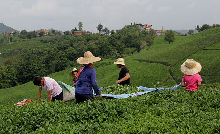 Çay Sektörü Nereye Gidiyor? “Girdiler arttı ama çay fiyatı aynı"