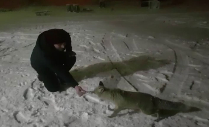 Yiyecek arayan tilkinin meraklı halleri gülümsetti