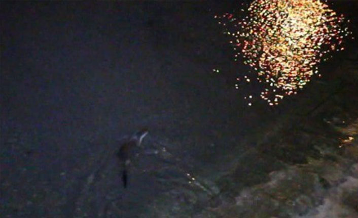 Su samuru ailesi yiyecek ararken objektiflere yakalandı