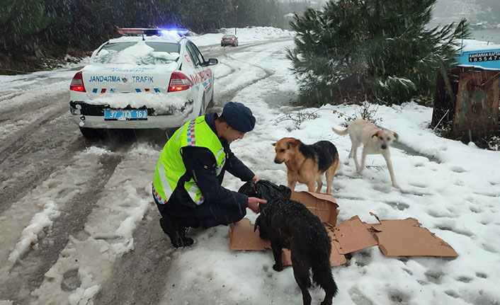 Jandarma ekipleri, sokak hayvanlarını yalnız bırakmıyor