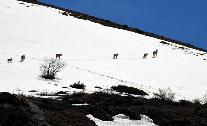 Erzincan'da yaban hayvanları unutulmadı