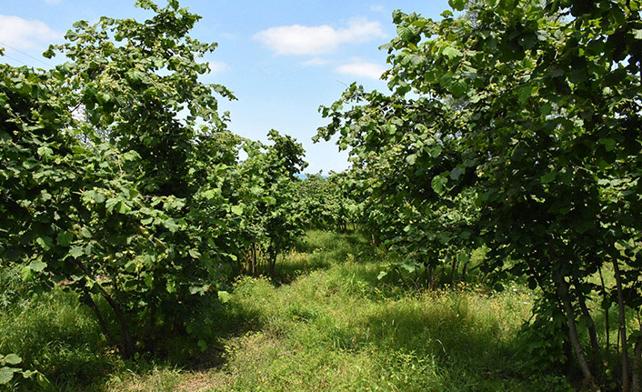 Fındık üreticilerine önemli uyarı! Son gün 28 Şubat