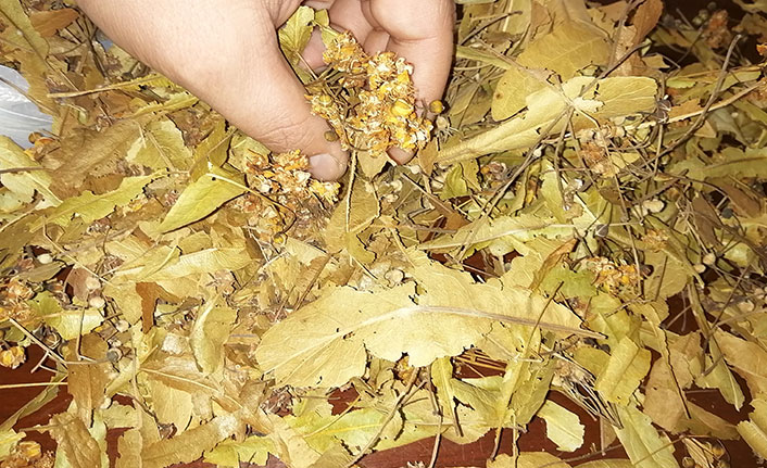 Doğal şifa deposu ıhlamurun fiyatları cep yakıyor