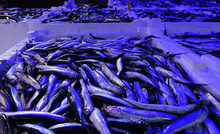 Hamsi avı azalınca ihracatı da düştü