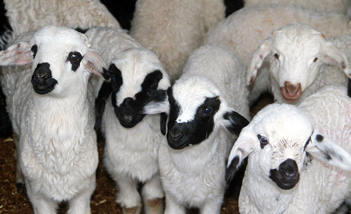 Karınları doyan süt kuzularının ahırda neşeli halleri renkli görüntü oluşturdu