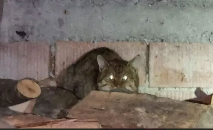 Nesli tükendi sanılıyordu, yeniden görüldü