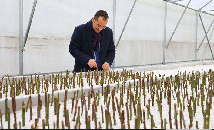 Akçaabat Belediyesi kurduğu serada üretime başladı