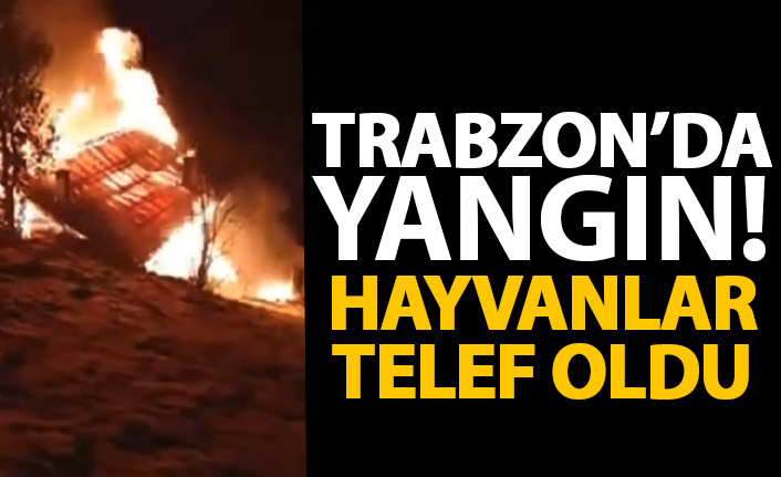 Trabzon'da yangını çaresizce izledi! Hayvanları telef oldu