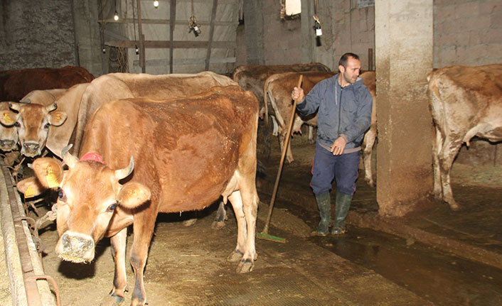 Trabzon’da dikkat çeken isyan! “Hayvancılığı ağlayarak bırakıyorum”
