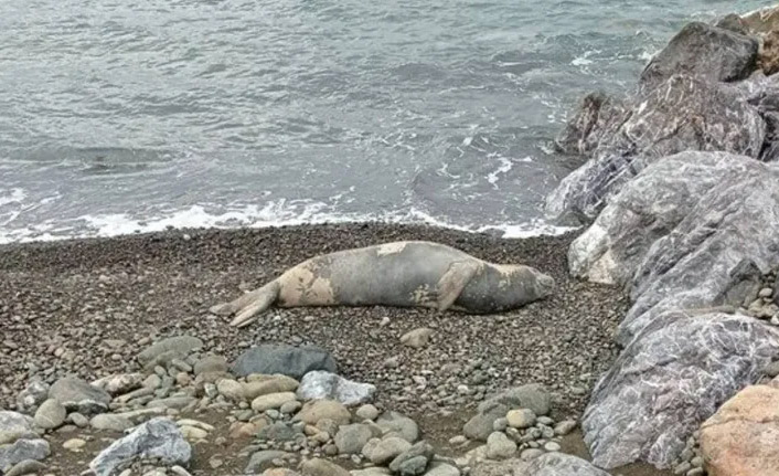 Nesli tükenme tehlikesi altındaki Akdeniz foku görüldü