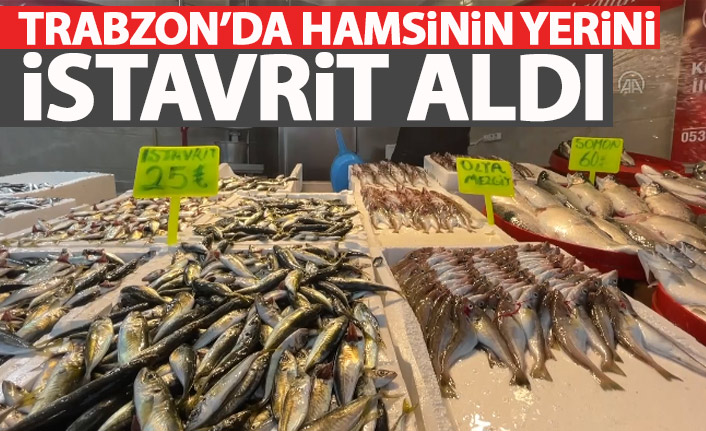 Trabzon'da hamsinin yerini istavrit aldı