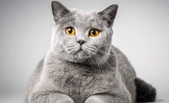 Yazın Kedinizi Tıraş Etmek Onların Serinlemesini Sağlar Mı?