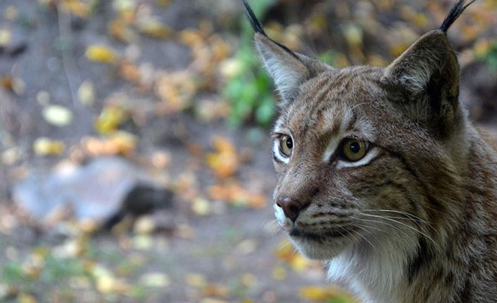 Türkiye 7 kedi türüne ev sahipliği yapıyor!